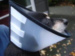 Flamingo Carcan Capo 31,5cm -Chats Et Chiens Fournitures 4627affe9c43143bc0a913756295bd573060085411c59cf34d156ed39bcde702