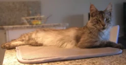 Matelas Anti-escarres Confort4pattes -Chats Et Chiens Fournitures 55c0616d5d98821d9afbcbd9e5f3c4fc90951b16cae946ef0eda01a8206dbdbb