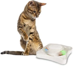 Flamingo Jouet Pour Chat Rouleau Orbit -Chats Et Chiens Fournitures 8197d5494eb4b09c0197fedf33f4490029fe0c13a33cf83ce23255affeedb826