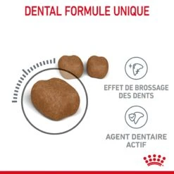 Royal Canin Dental Care Pour Chat 8kg 13 Royal Canin Dental Care Pour Chat 8kg -Chats Et Chiens Fournitures Royal Canin Dental Care Chat FR 04
