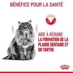 Royal Canin Dental Care Pour Chat 8kg 15 Royal Canin Dental Care Pour Chat 8kg -Chats Et Chiens Fournitures Royal Canin Dental Care Chat FR 06