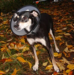 Flamingo Carcan Capo 38,5cm -Chats Et Chiens Fournitures b54c899084ba46427dff498ec39601600e6a1a93344b026b15e22d58b5743e36