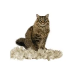 Furminator Brosse Chats à Poils Courts -Chats Et Chiens Fournitures fa1c25f63d0759be4d659bba7ad3eac32c29d349ea59e6924901869e6d9887ce