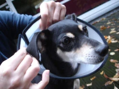 Flamingo Carcan Capo 31,5cm -Chats Et Chiens Fournitures faa9529e5b9f77cc94f3f7dd4fedc2f14c8fa97292c91b445bf394fb4d1ac286