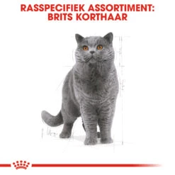 Royal Canin British Shorthair Pour Chat 4kg -Chats Et Chiens Fournitures rc fbn britishsh cv eretailkit 1 nl nl 1