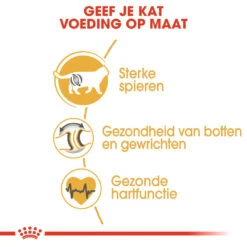 Royal Canin British Shorthair Pour Chat 10kg -Chats Et Chiens Fournitures rc fbn britishsh cv eretailkit 3 nl nl