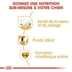 Royal Canin Cocker Adult Pour Chien 12kg -Chats Et Chiens Fournitures royal canin cocker adult cocker 2 1