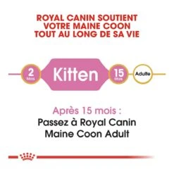 Royal Canin Maine Coon Chaton Pour Chat 10kg -Chats Et Chiens Fournitures royal canin maine coon kitten maine coon kitten 4