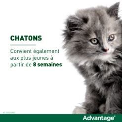 Advantage 80 Chat Et Lapin De Plus De 4 Kg -Chats Et Chiens Fournitures vignette chaton