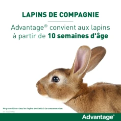 Advantage 40 Chat Et Lapin De 1 à 4 Kg -Chats Et Chiens Fournitures vignette lapin 1
